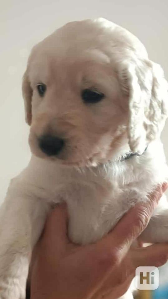 Goldendoodle  - foto 1