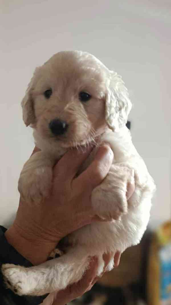 Goldendoodle  - foto 4