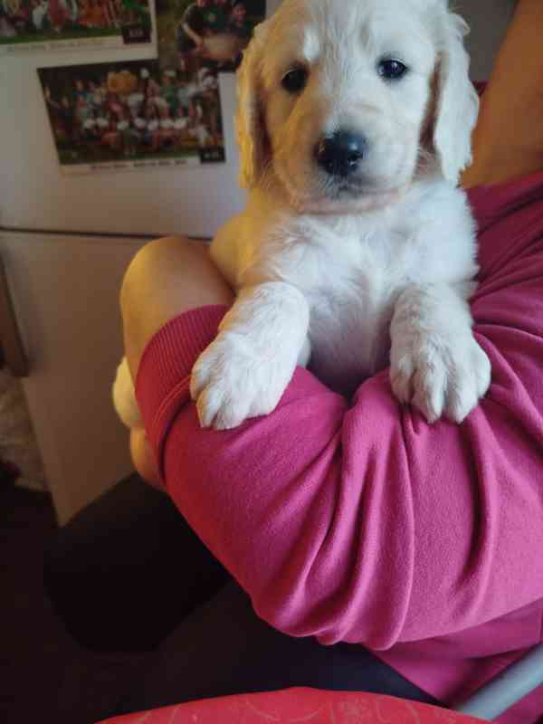 Goldendoodle  - foto 5