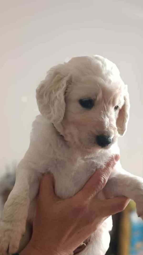 Goldendoodle  - foto 2