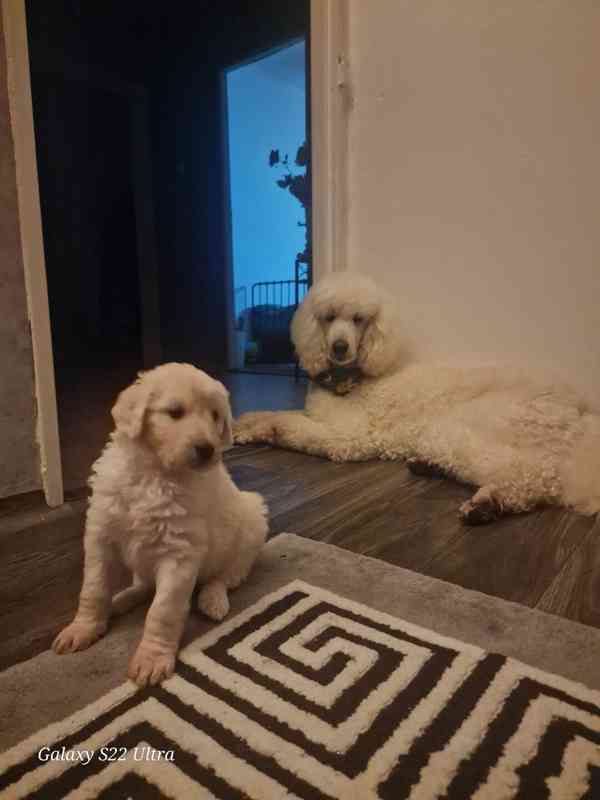 Goldendoodle  - foto 7