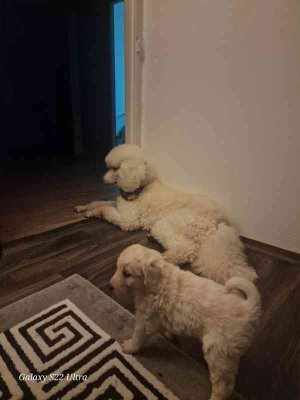Goldendoodle  - foto 6