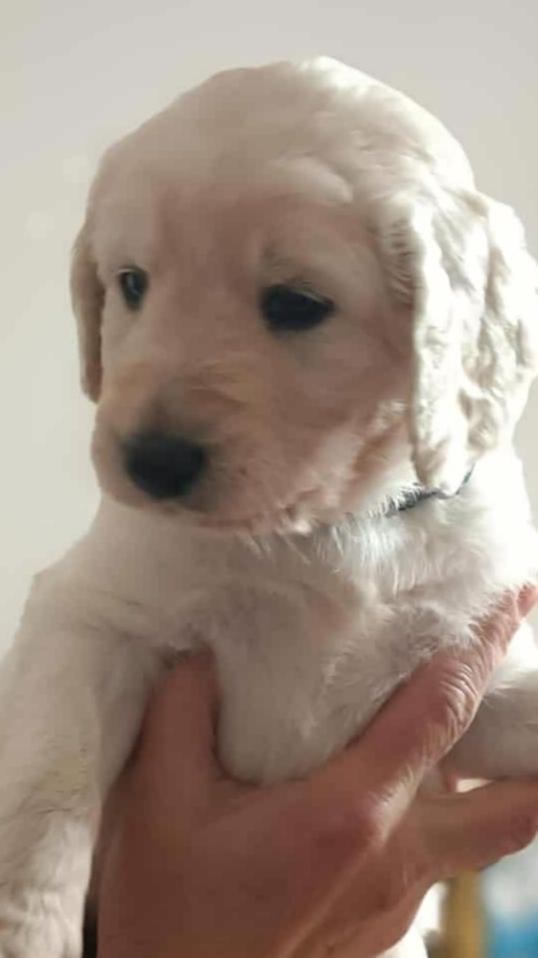 Goldendoodle  - foto 1