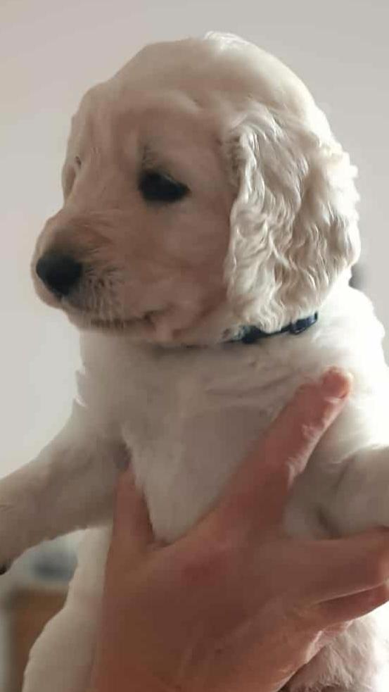 Goldendoodle  - foto 3