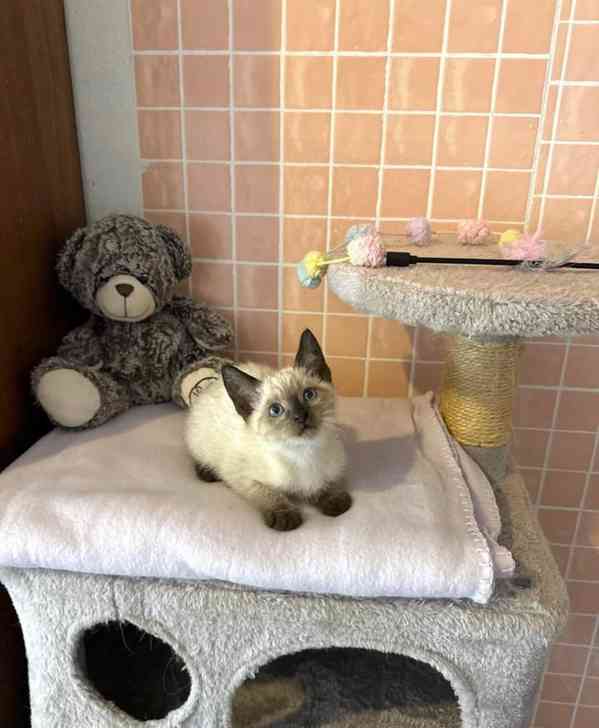 Siamská koťata k adopci