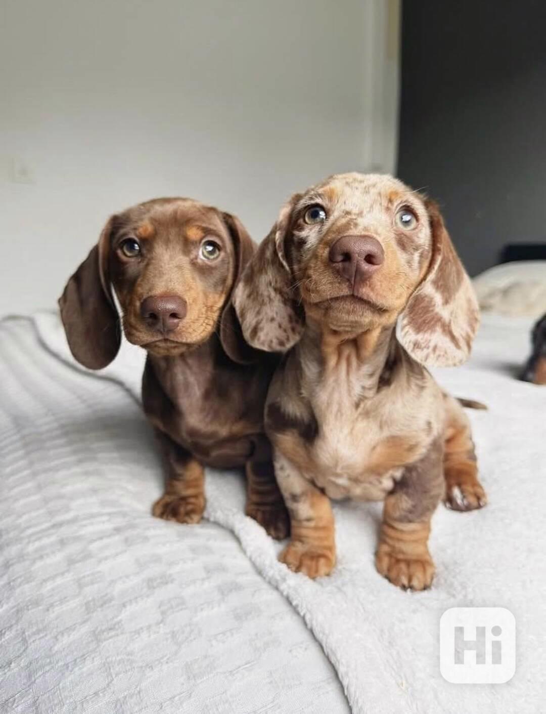 Jezevčík Štěňata - foto 1