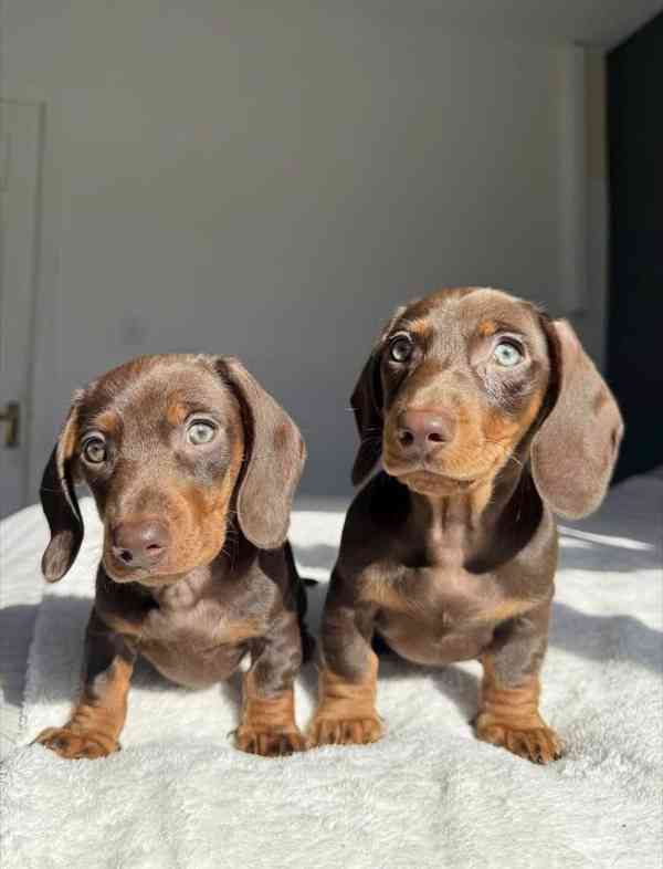 Jezevčík Štěňata - foto 3