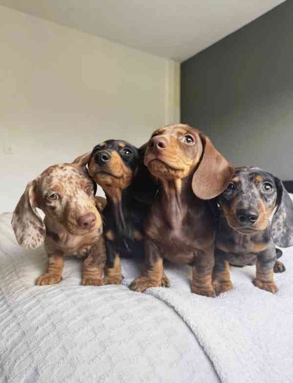 Jezevčík Štěňata - foto 2