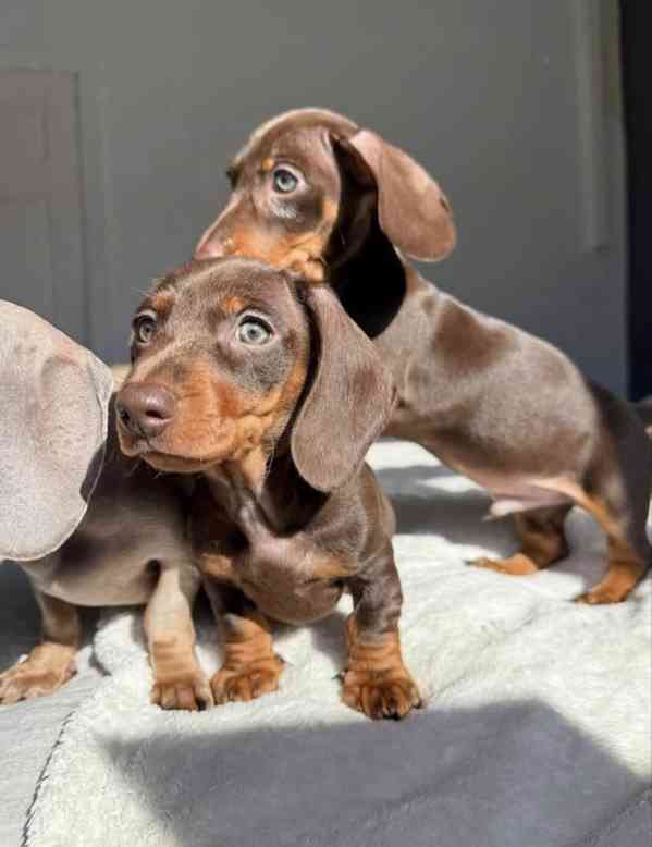 Jezevčík Štěňata - foto 4