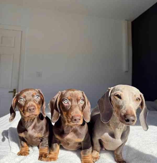 Jezevčík Štěňata - foto 5