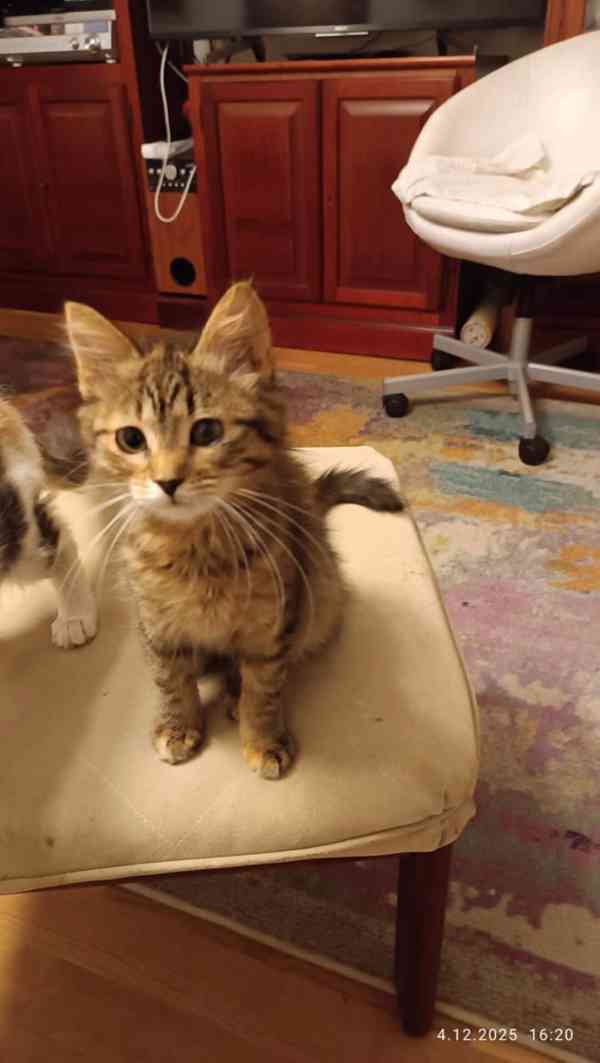 Mourovaná dlouhosrstá 3,5měsíční Jája  - foto 1