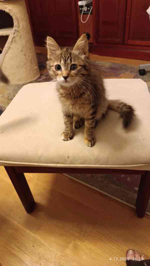 Mourovaná dlouhosrstá 3,5měsíční Jája  - foto 2