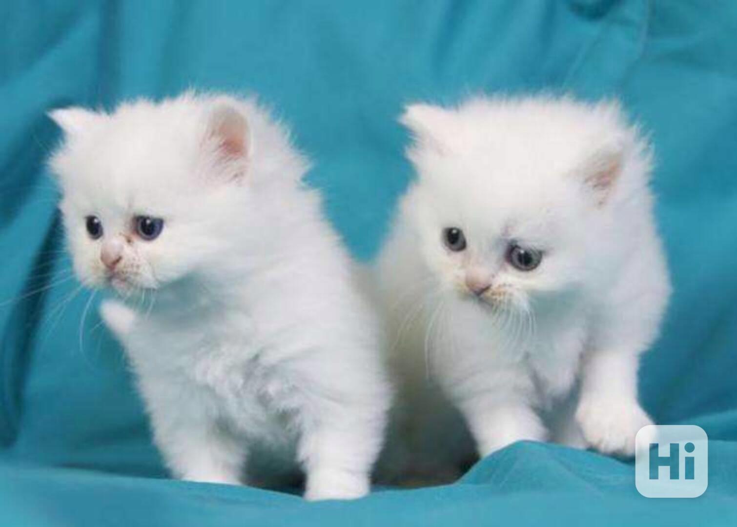 krásná perská koťátka k adopci - foto 1