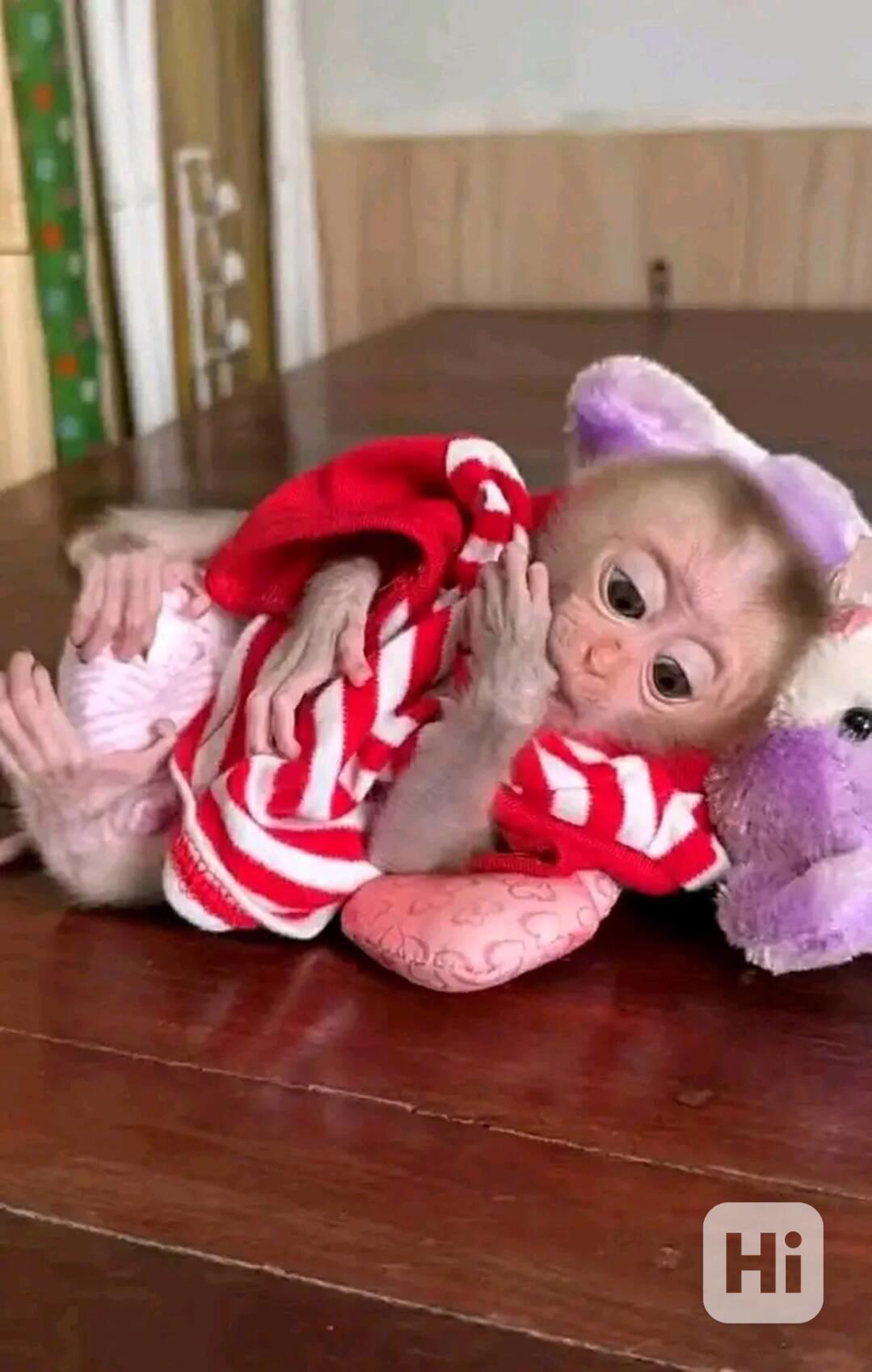  roztomilé úžasné kapucínské mládě - foto 1