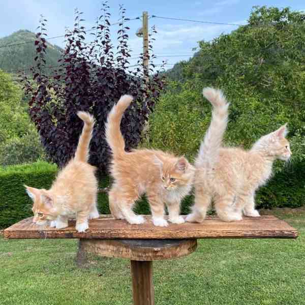 Zdravé malé Mainská mývalí koťata na prodej - foto 1