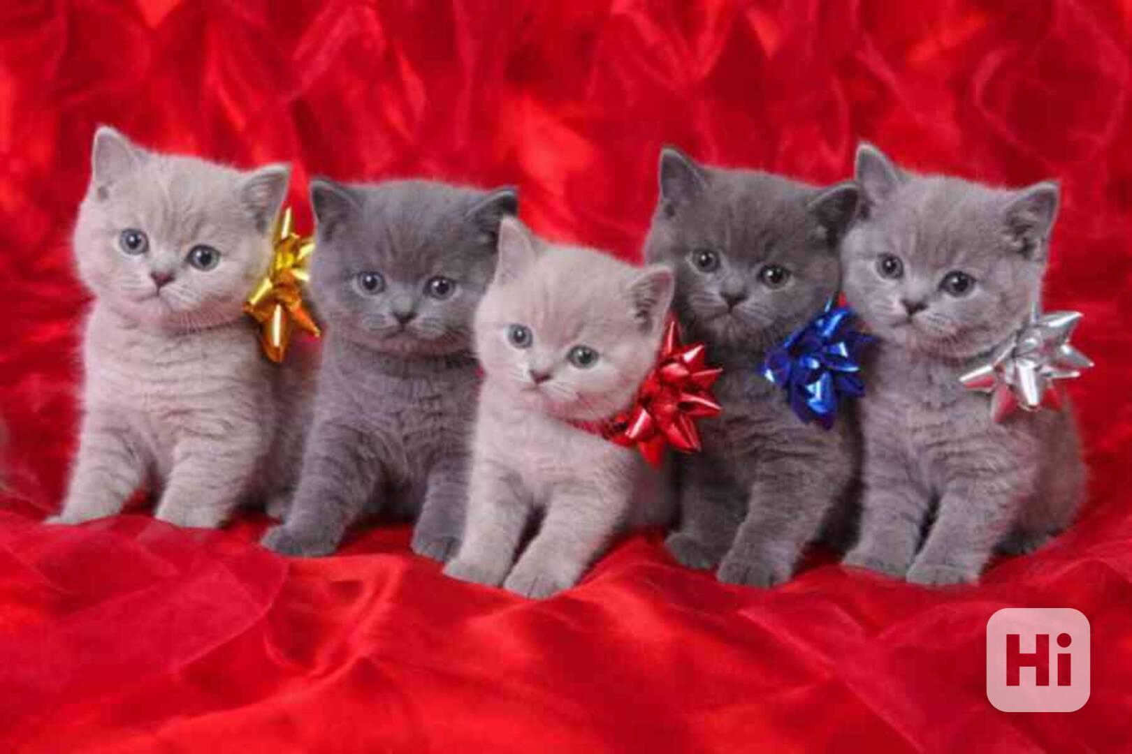 Britská krátkosrstá koťata - foto 1