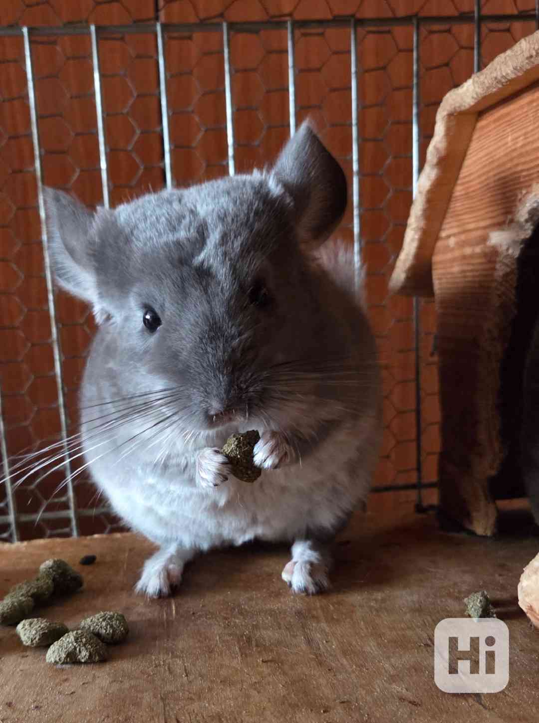 Činčilák Violet ebony SC - foto 1