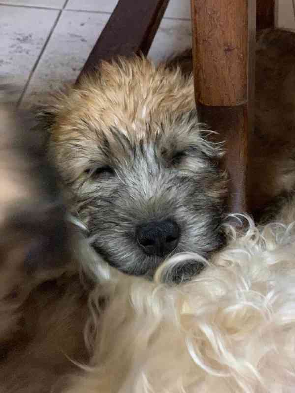 ŠTĚŇATA - Irish Soft Coated Wheaten Terrier - foto 2