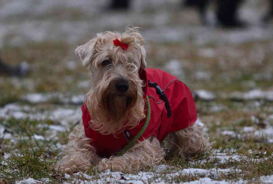 ŠTĚŇATA - Irish Soft Coated Wheaten Terrier - foto 7