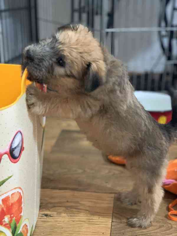 ŠTĚŇATA - Irish Soft Coated Wheaten Terrier - foto 3