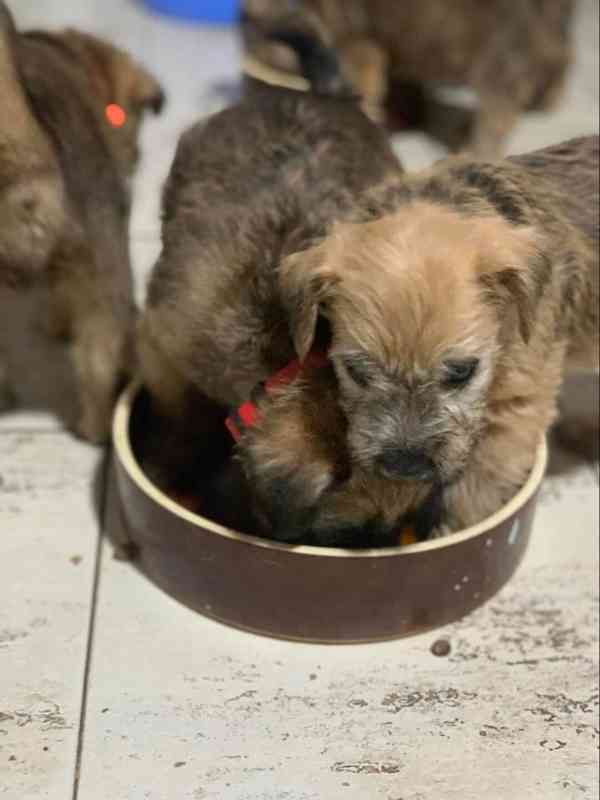ŠTĚŇATA - Irish Soft Coated Wheaten Terrier - foto 4