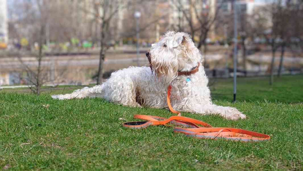 ŠTĚŇATA - Irish Soft Coated Wheaten Terrier - foto 8