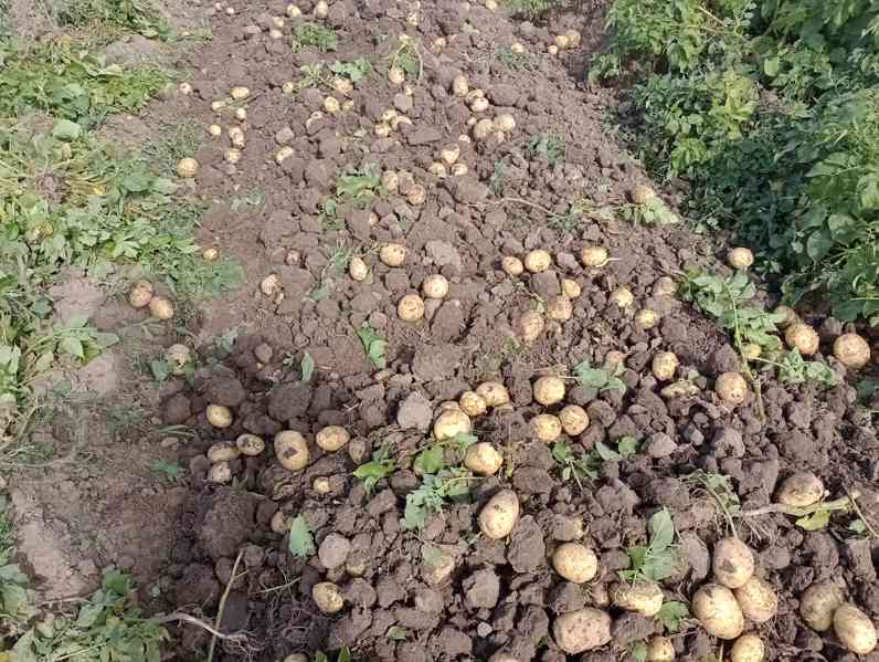 Prodám nové brambory od českého zemědělce  - foto 2