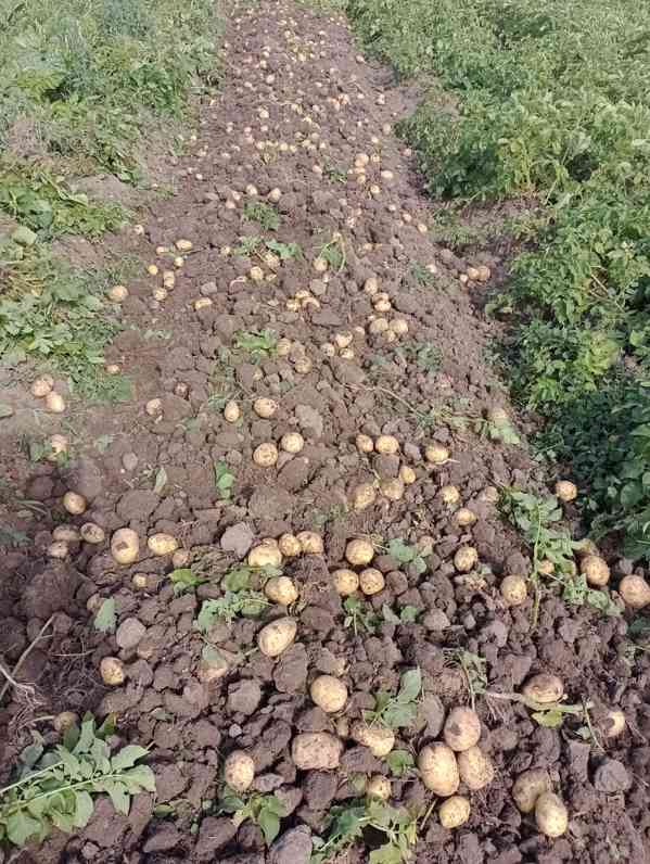 Prodám nové brambory od českého zemědělce  - foto 4