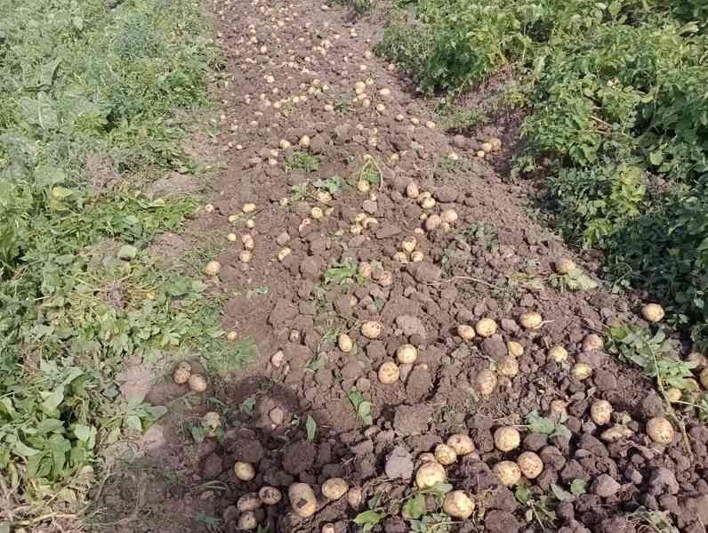Prodám nové brambory od českého zemědělce  - foto 3