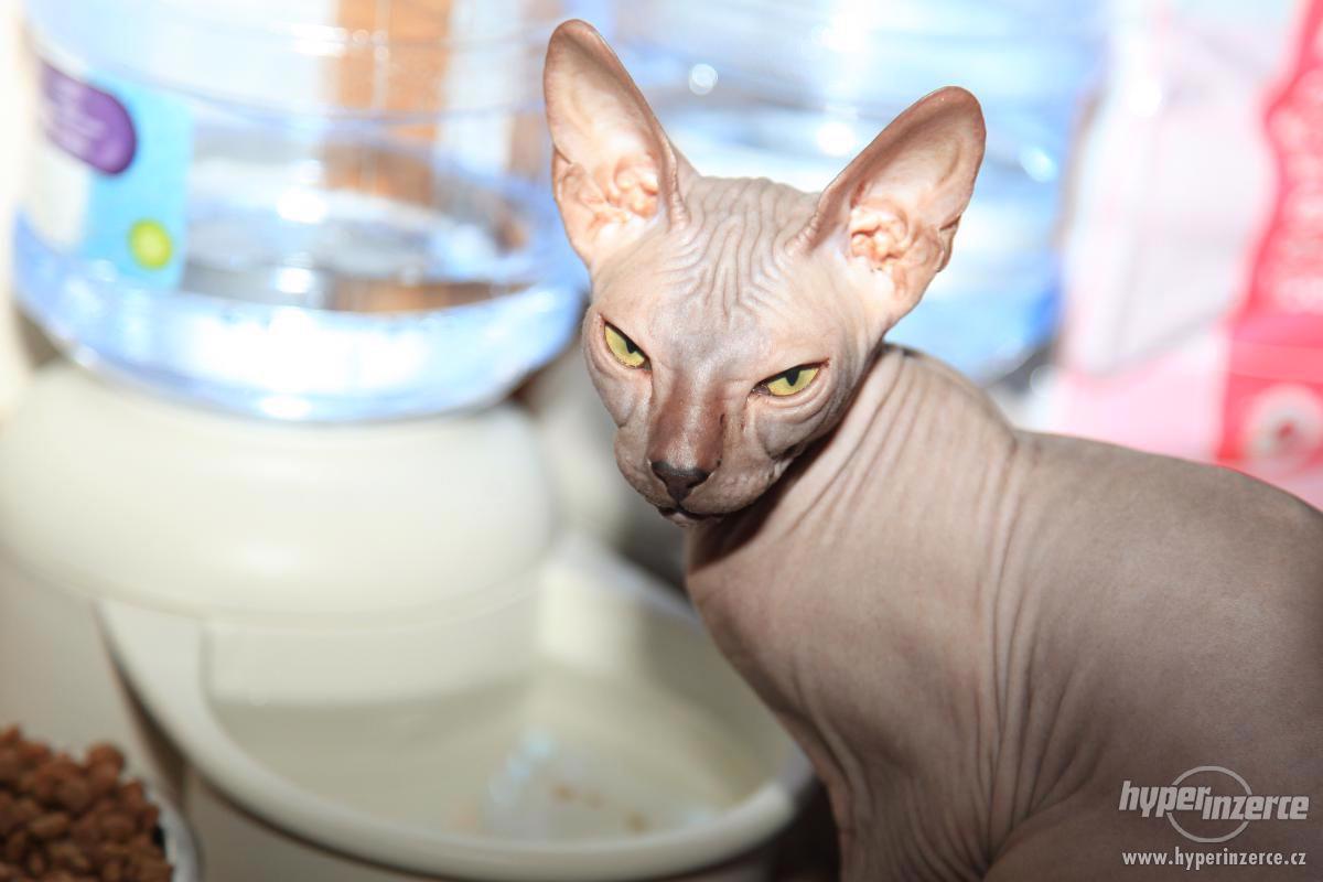 Vzácná kočička plemena DON SPHYNX - foto 1