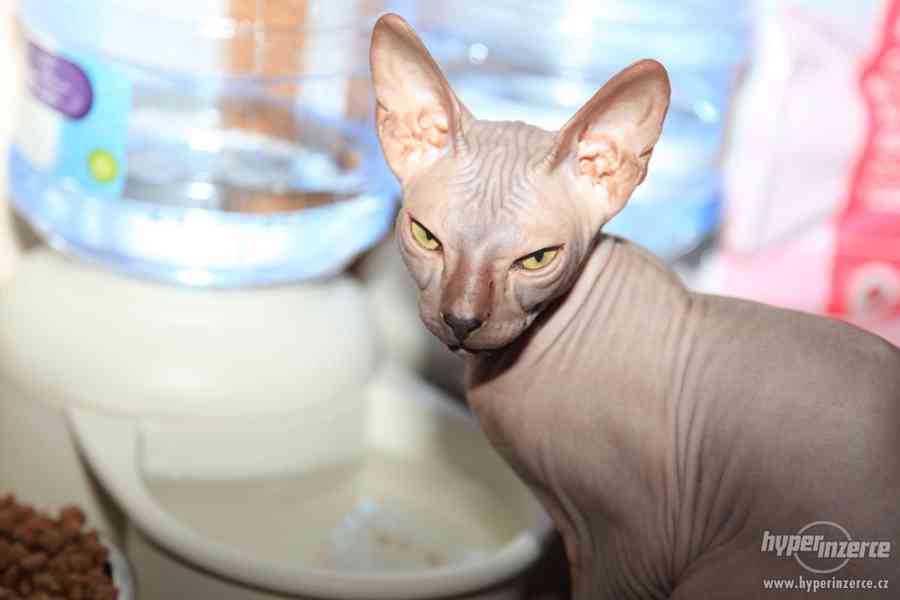 Vzácná kočička plemena DON SPHYNX - foto 1