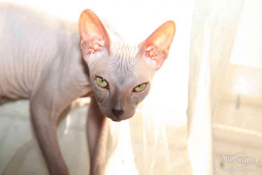 Vzácná kočička plemena DON SPHYNX - foto 2