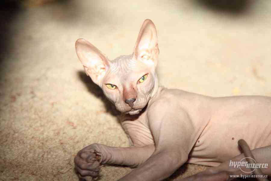 Vzácná kočička plemena DON SPHYNX - foto 3