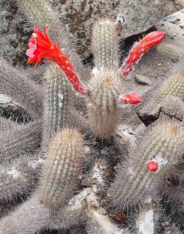 kaktus Cleistocactus acanthurus subs. pullatus