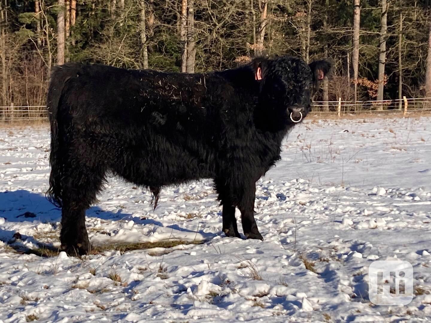 Prodám plemenného býka Galloway - foto 1