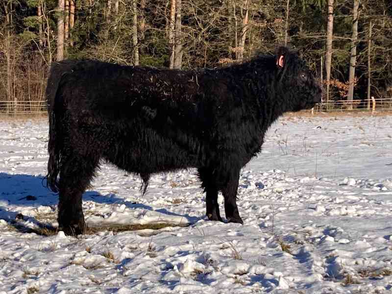 Prodám plemenného býka Galloway - foto 2