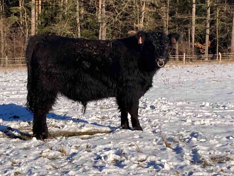 Prodám plemenného býka Galloway - foto 1