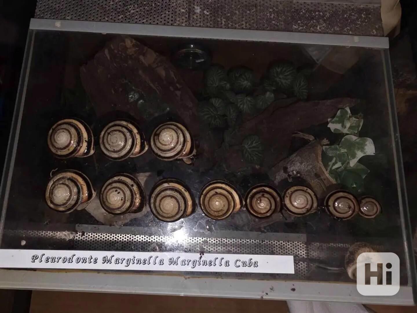 Šneci Pleurodonte Marginella Marginella Cuba - foto 1