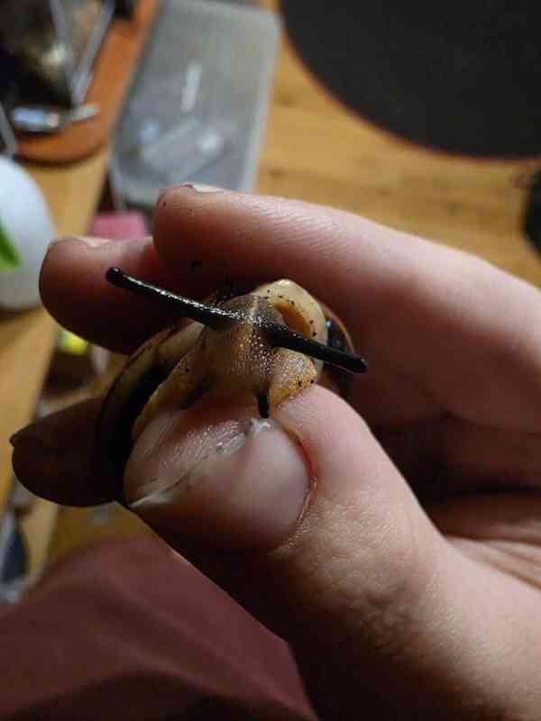 Šneci Pleurodonte Marginella Marginella Cuba - foto 2