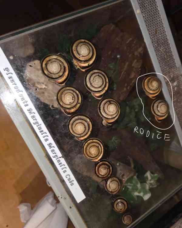 Šneci Pleurodonte Marginella Marginella Cuba - foto 5