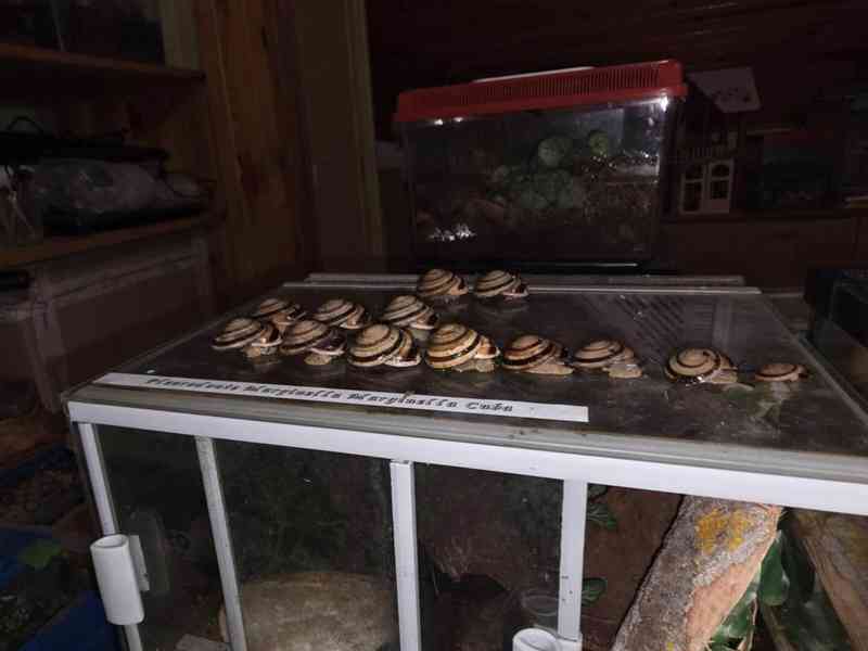 Šneci Pleurodonte Marginella Marginella Cuba - foto 3