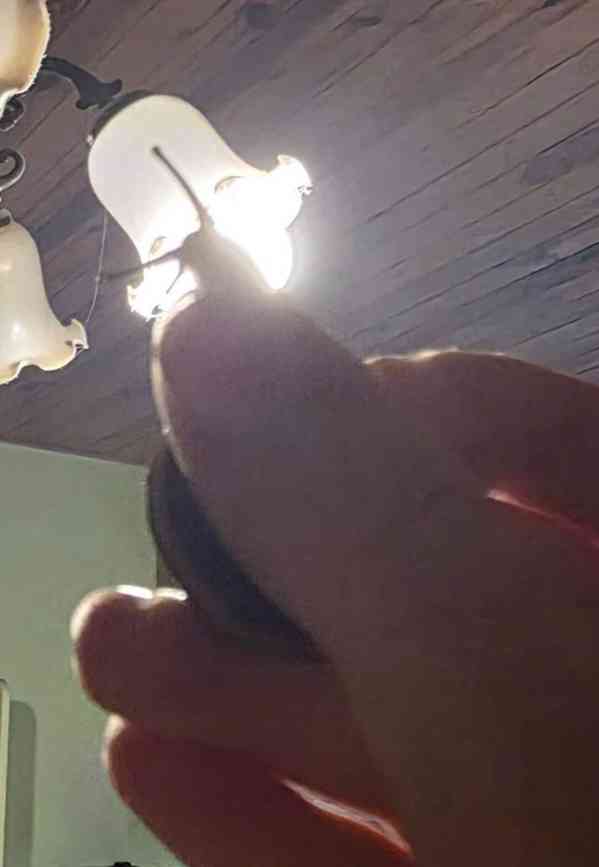 Šneci Pleurodonte Marginella Marginella Cuba - foto 4