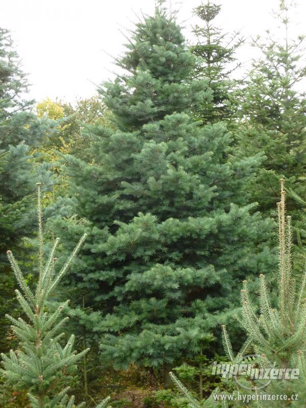 Vzrostlé stromy pro vánoční výzdobu - foto 1