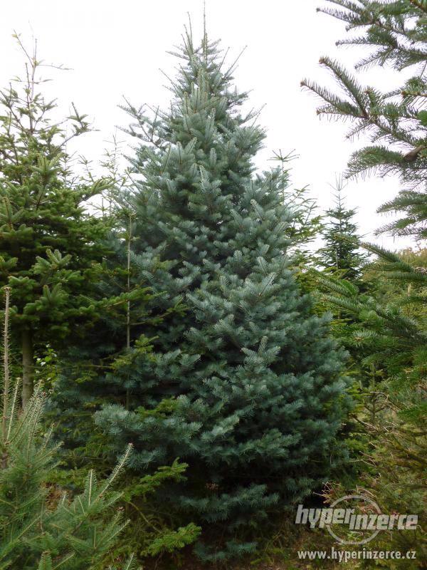 Vzrostlé stromy pro vánoční výzdobu - foto 2