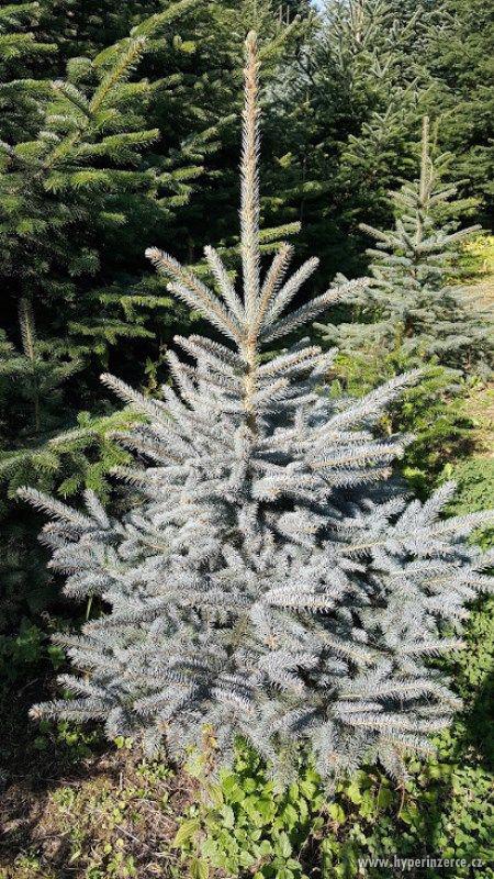 Vzrostlé stromy pro vánoční výzdobu - foto 4