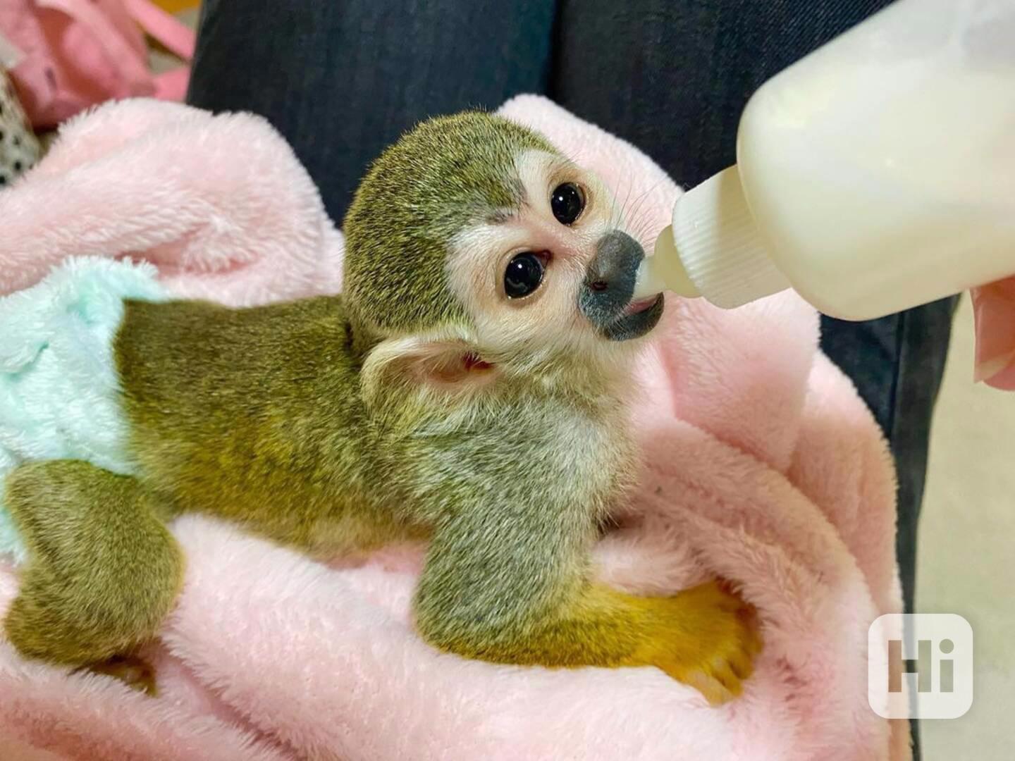 Krásné veverčí opice k dispozici - foto 1