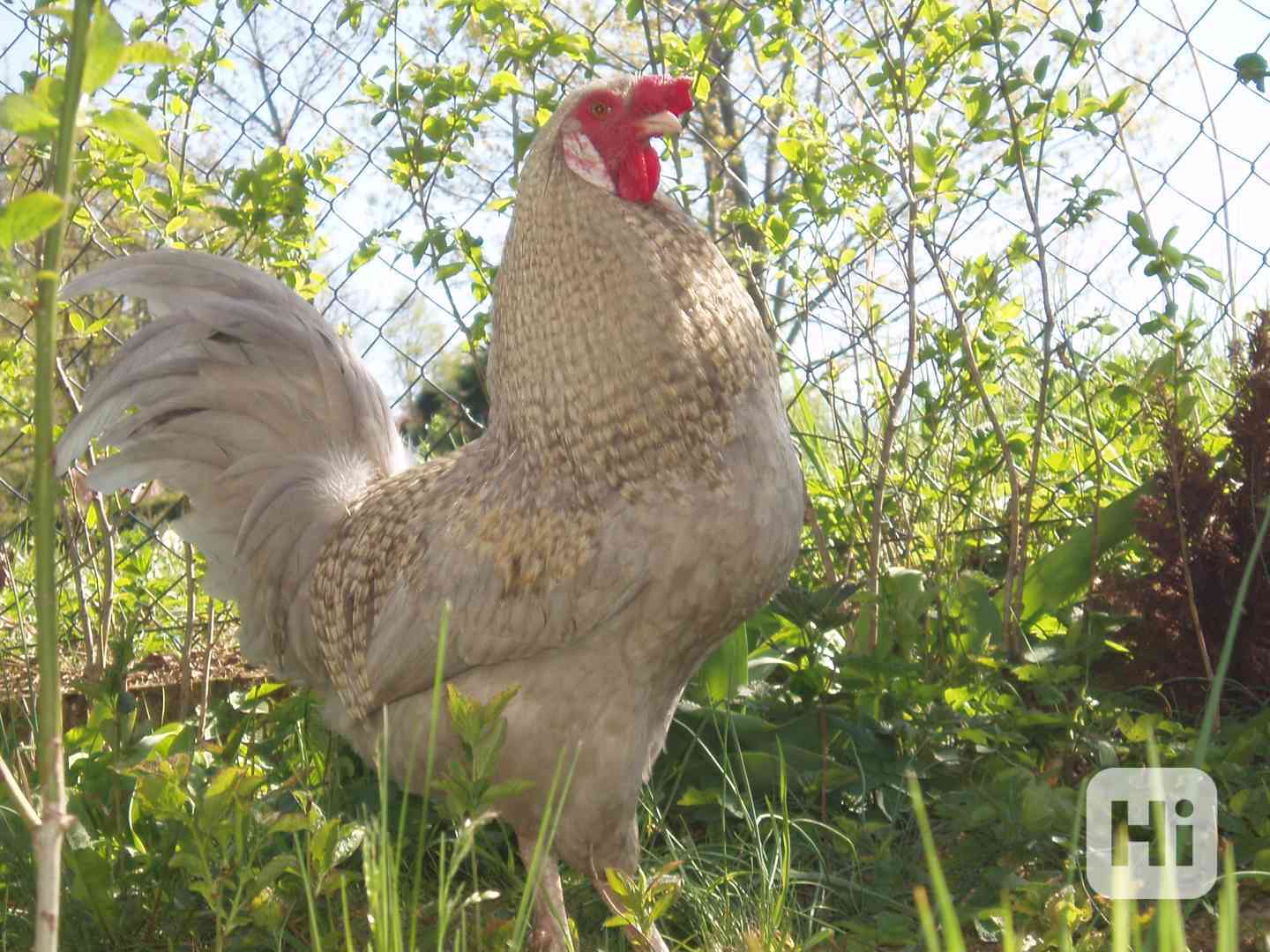 Krásný kohout na prodej - foto 1