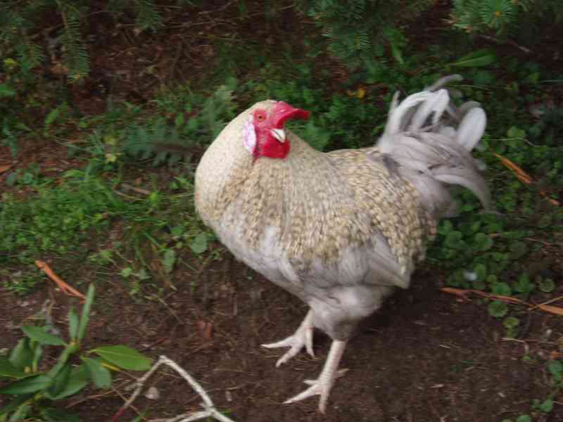Krásný kohout na prodej - foto 11