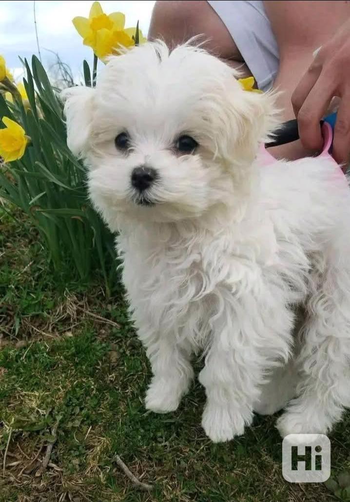 Úžasná štěňata maltézského ovčáka připravená k odběru nového - foto 1