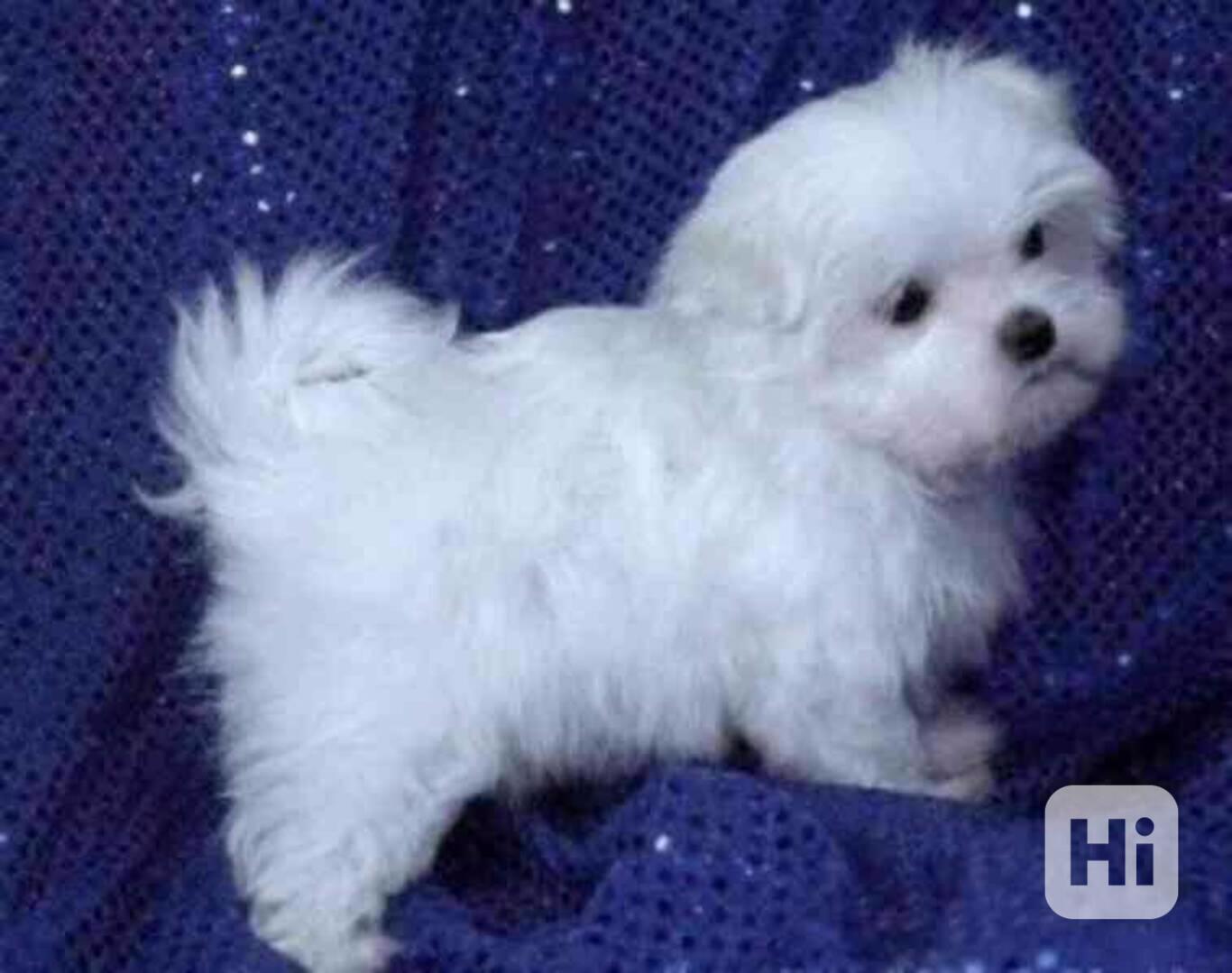 roztomilá maltézská štěňátka k adopci - foto 1